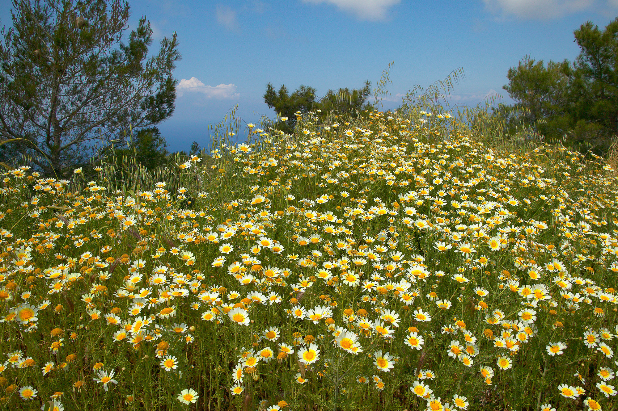 marguerite meadow